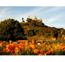 Campos de cempasúchil de Cholula