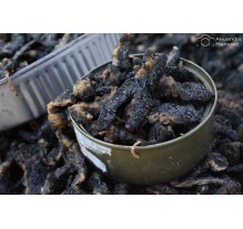 Cuetlas (gusanos de árbol)